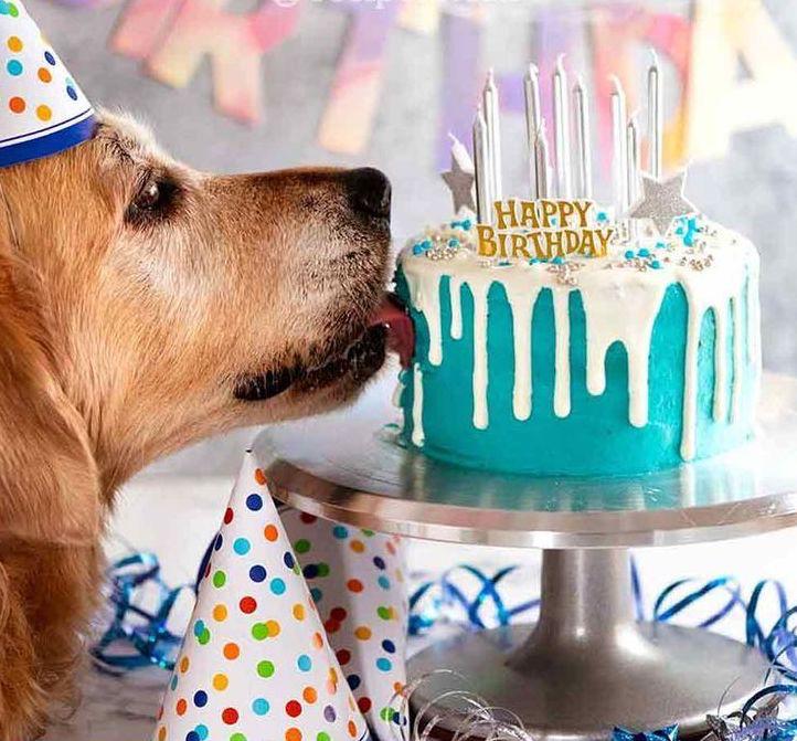 Dog Licking a blue birthday cake on a table, adorned by birthday decorations!