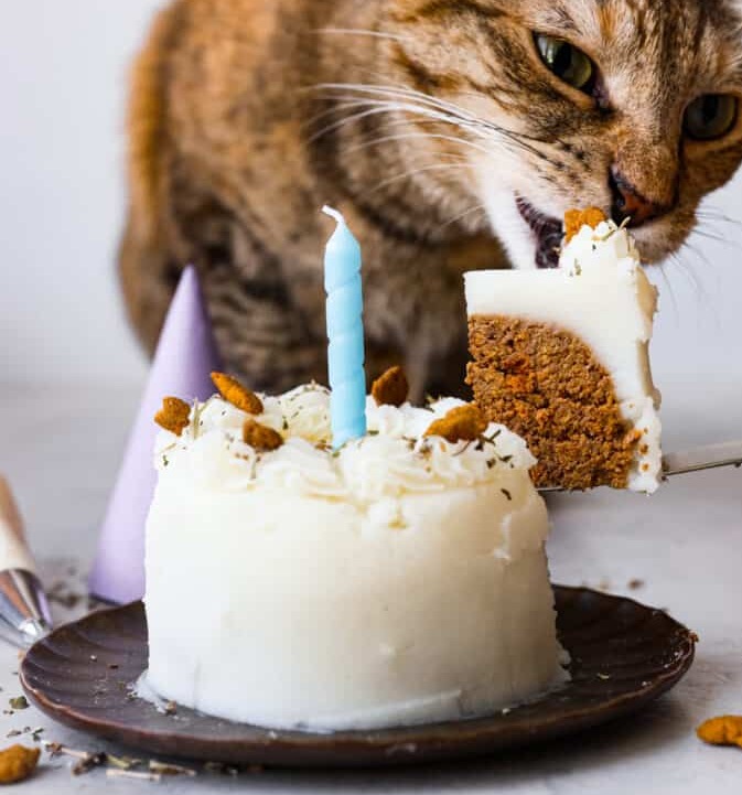 A Cat is taking a quick bite of a cake (that doesn't include fish!), a blue lit candle is ontop celebrating his special day!