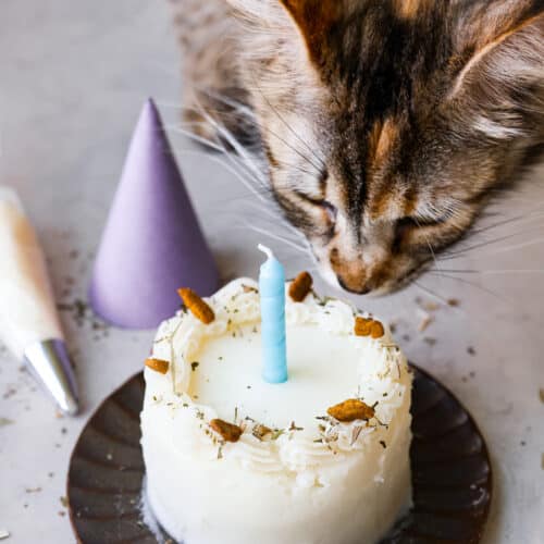 Cat sniffing a cake with a blue candle on top, tiny pet hats are next to him to celebrate his special day!